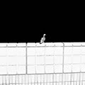  Anomalies 15