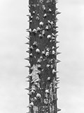 Chicxulub 13