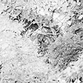 Crows 3