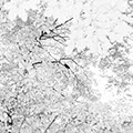 Crows 4