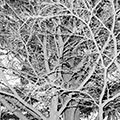 Crows 8