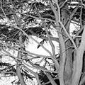 Crows 11